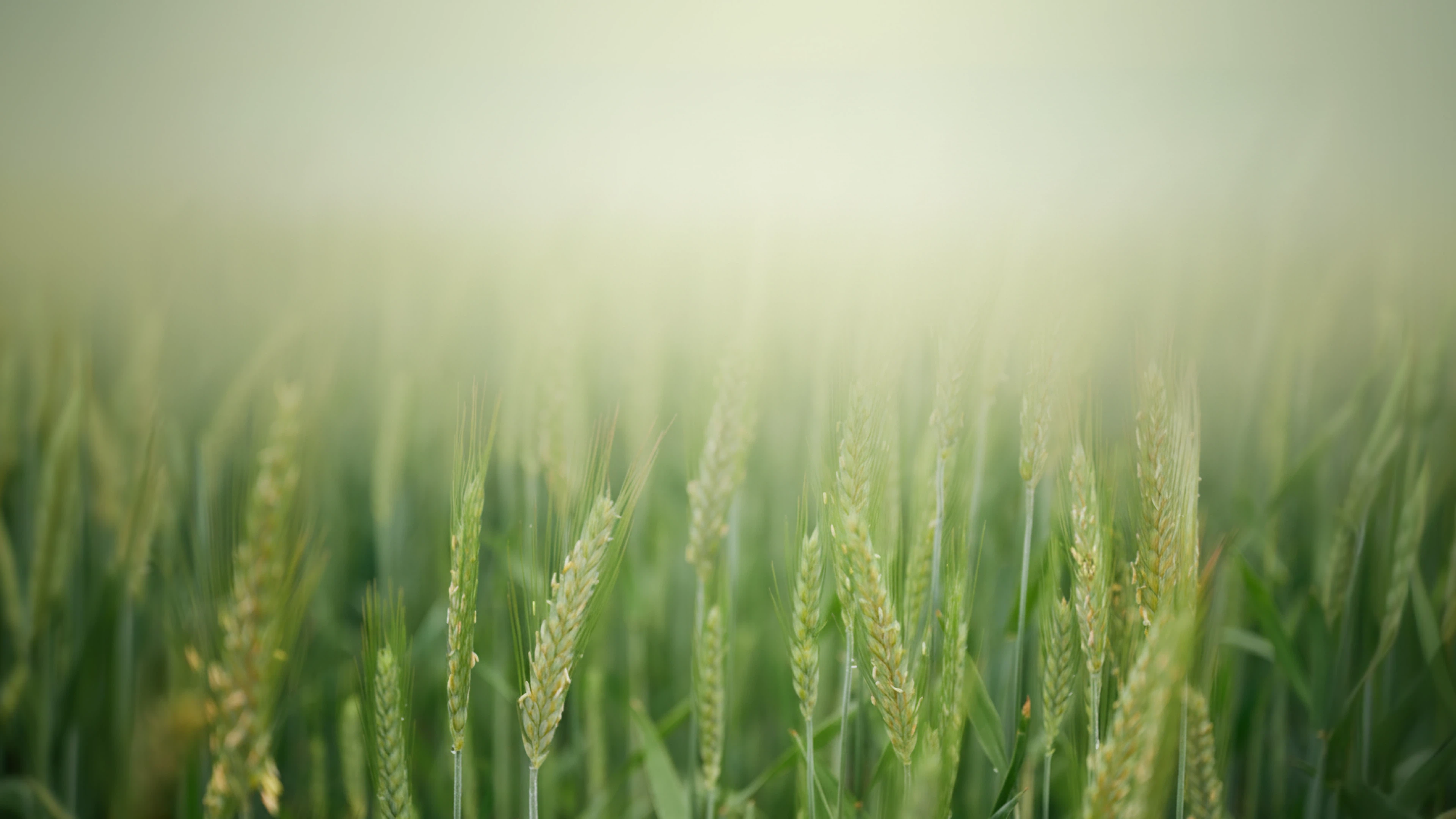 Close-up wheat field with a soft light haze across the frame.