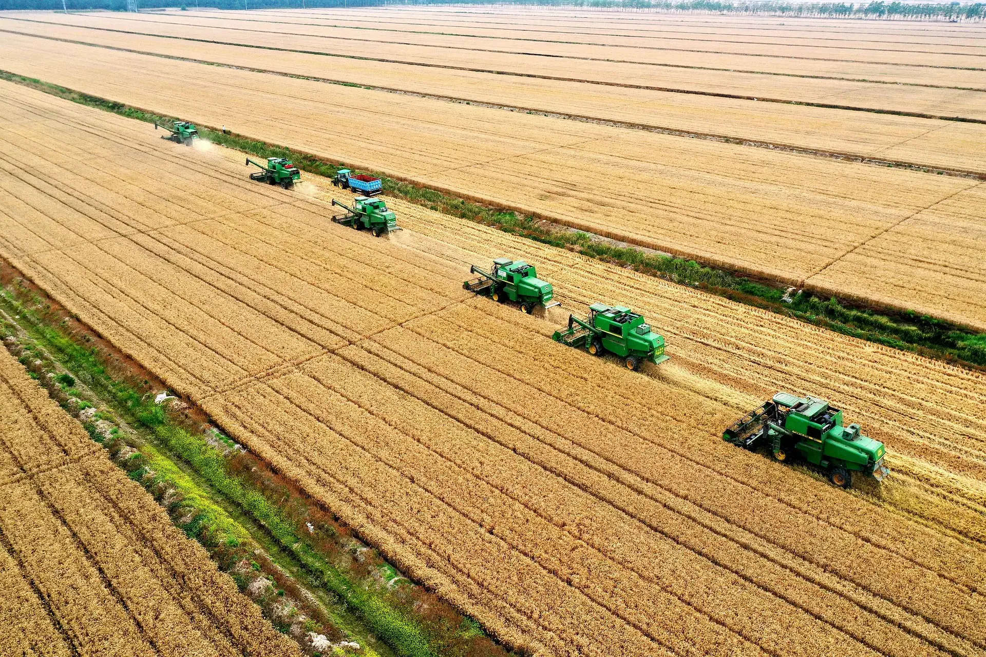 An aerial drone photo of a large-scale harvest operation. Multiple green combine harvesters work in unison, cutting golden wheat in precise, neat rows across a vast field, under a clear sky.