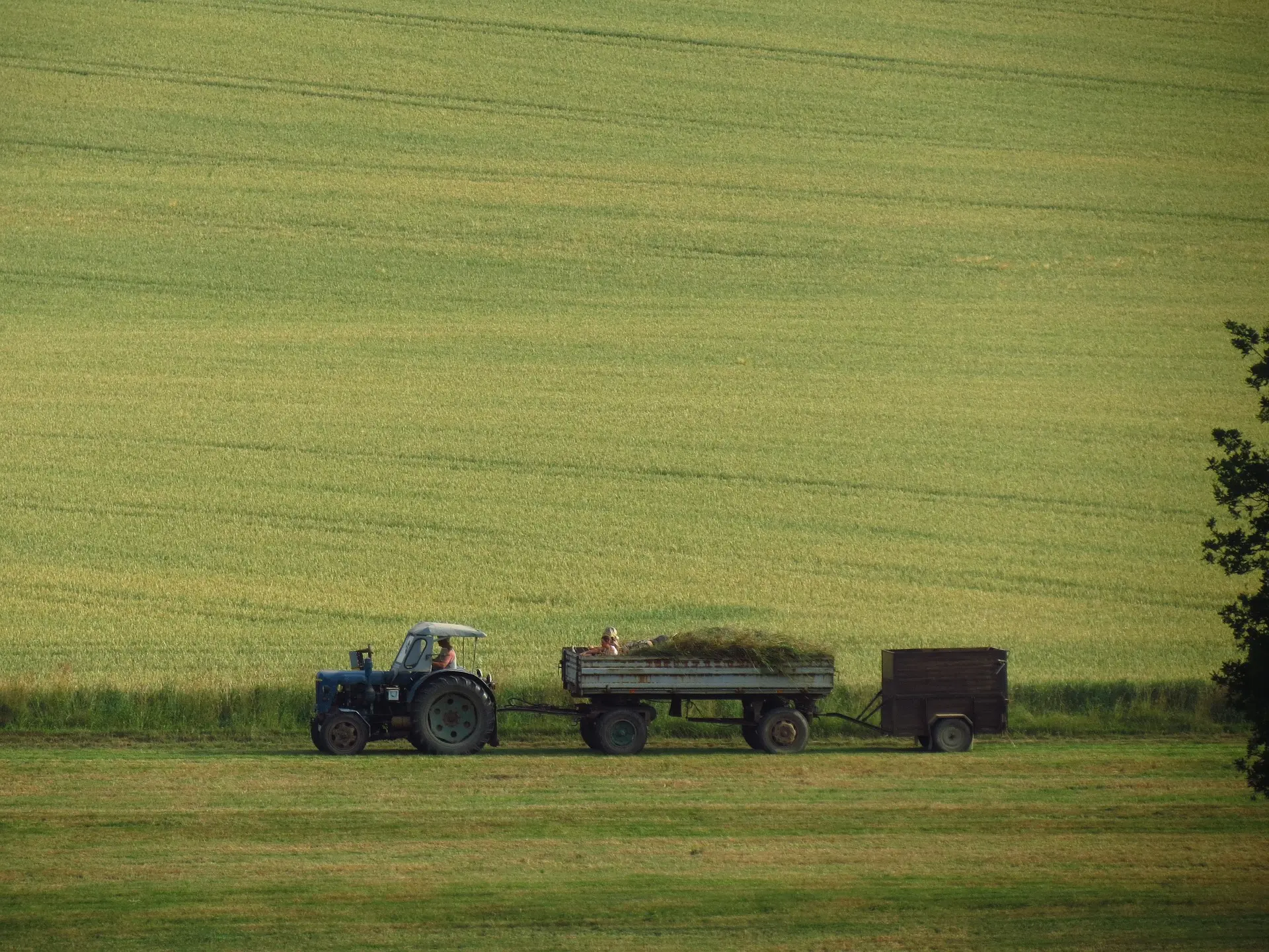 A blue tractor, with a driver onboard, pulls two trailers across an expansive green field. The front trailer is fully loaded with hay bales and also carries a passenger, while the rear is a dark, enclosed trailer. The scene captures the scale and quiet rhythm of daily farm work, with traces of tire tracks in the field and trees in the corner.