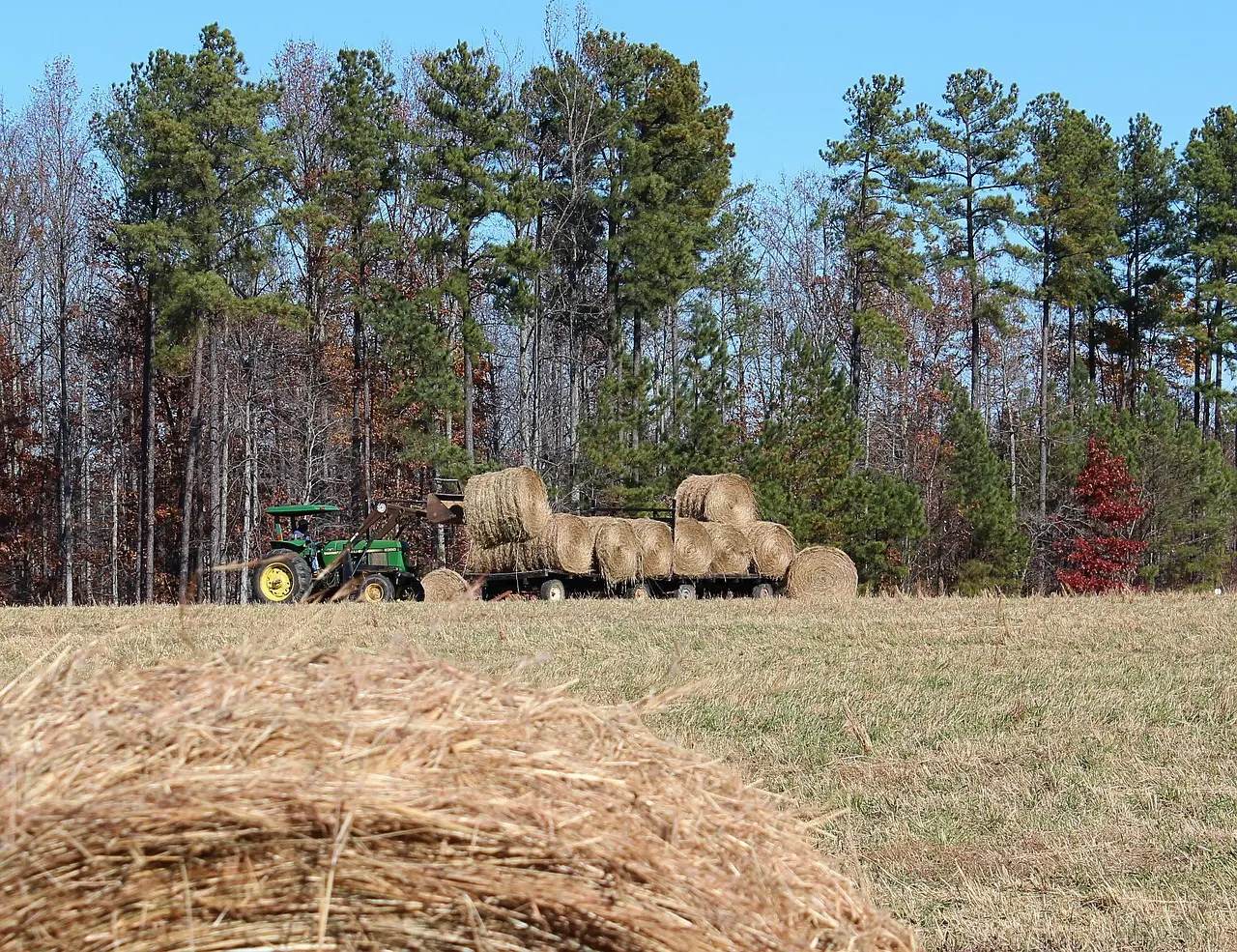 A green CLAAS tractor with bright yellow tires transports a load of round hay bales on a black trailer across a stubbled field. The peaceful autumn landscape, with a blurred haystack in the foreground and a backdrop of mixed evergreen and colorful deciduous trees under a clear sky, captures the essence of post-harvest countryside work.