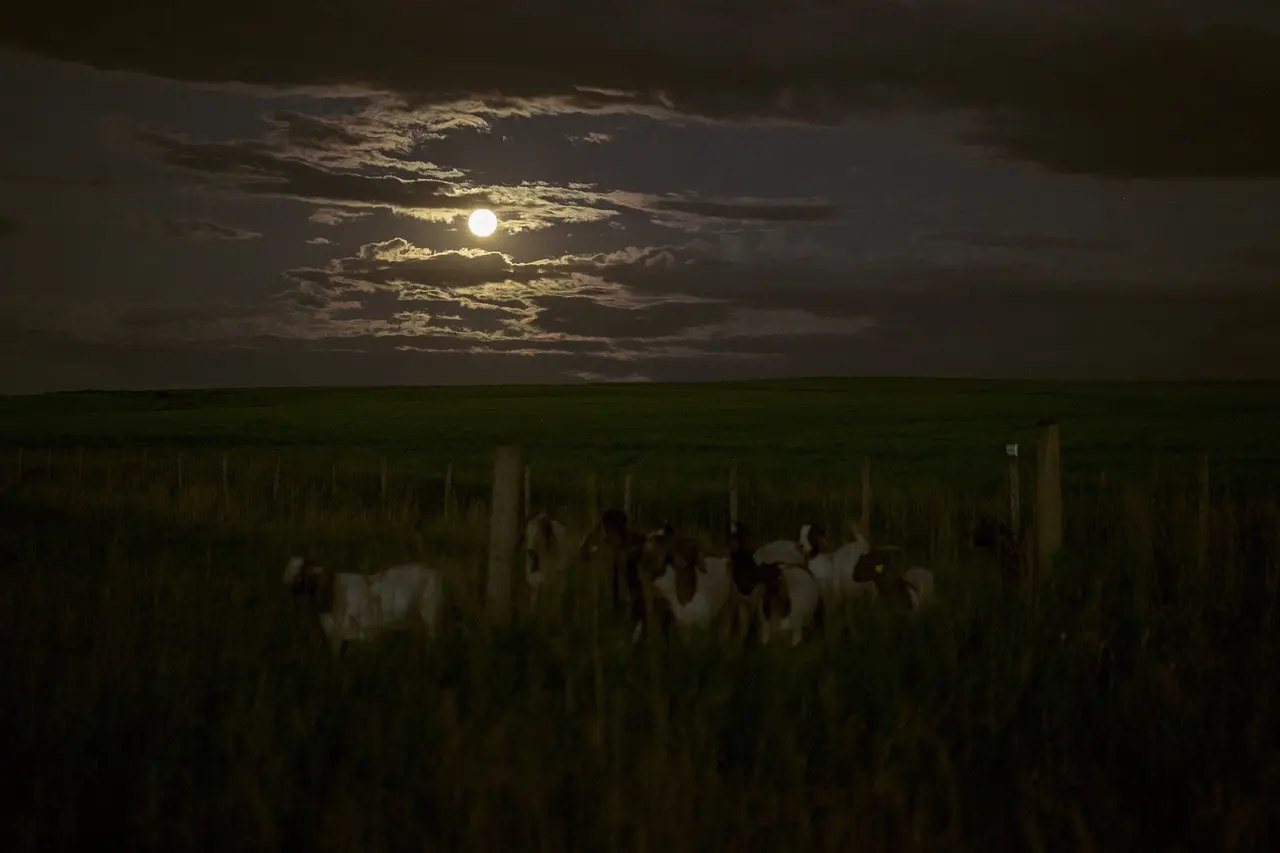 A tranquil night scene on a rural farm shows a flock of sheep grazing and resting within a simple wooden fence. The vast, dark green field is softly illuminated by the light of a bright full moon breaking through cloudy skies, creating a peaceful and timeless pastoral atmosphere.