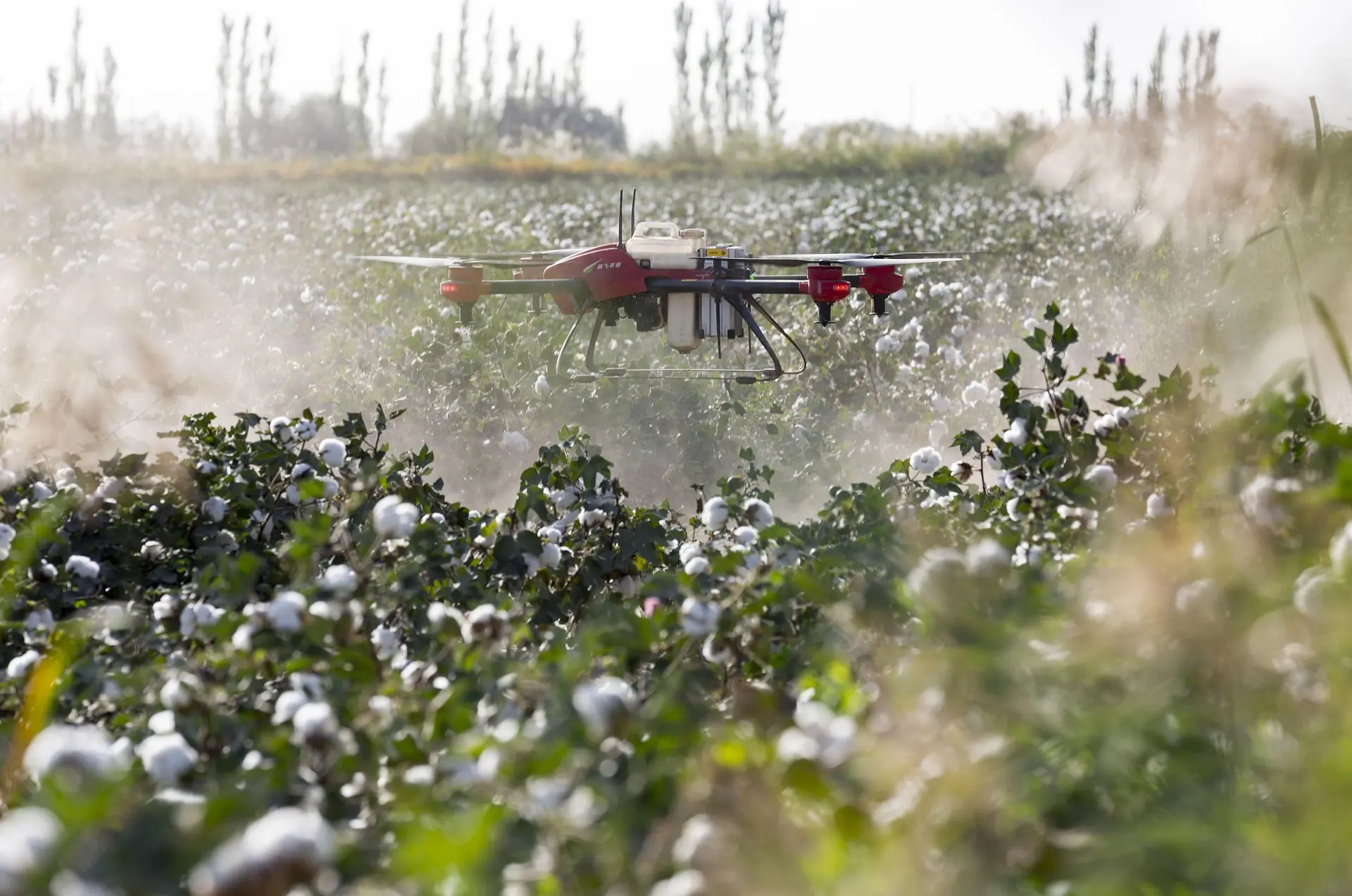 A red and black drone equipped with a sprayer hovers above a dense field of green plants dotted with white flowers or bolls, releasing a targeted mist. This image captures the efficiency and technology of modern precision agriculture in action, optimizing crop treatment.
