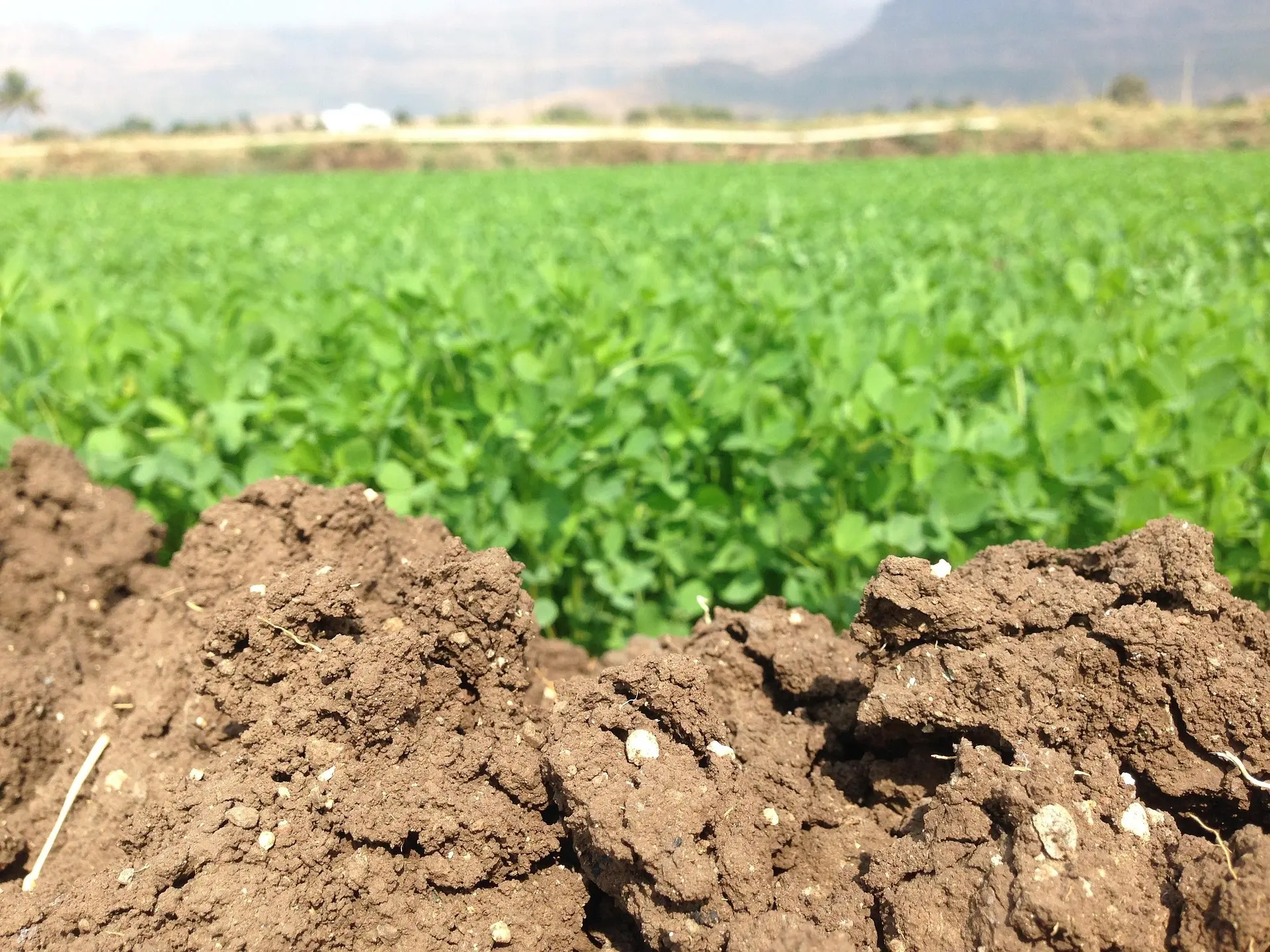 A detailed close-up of porous, dry dark brown soil clods fills the foreground, its rough texture sharply contrasting with the expansive, lush green field of alfalfa (or similar crop) in the soft-focus background. The composition, with hazy mountains and sky beyond, visually connects the foundational quality of the earth to the vitality of the crops it supports.