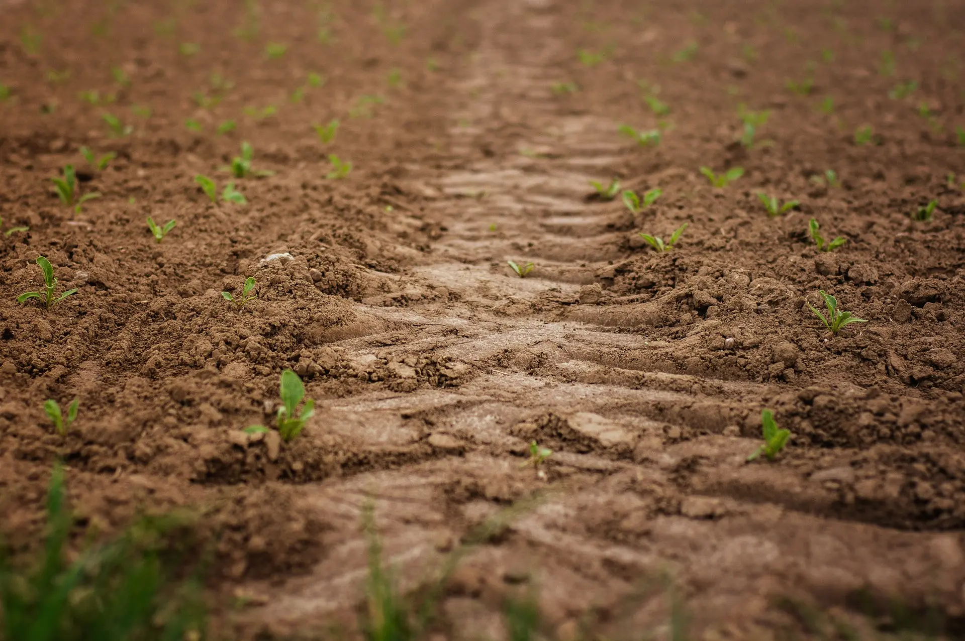 A detailed close-up of rich, dark brown soil, still damp from recent tilling, shows precise furrow patterns. Sparse but vigorous green seedlings emerge from the earth, with more visible in the softly blurred background, capturing the promise of new growth at the start of the farming season.