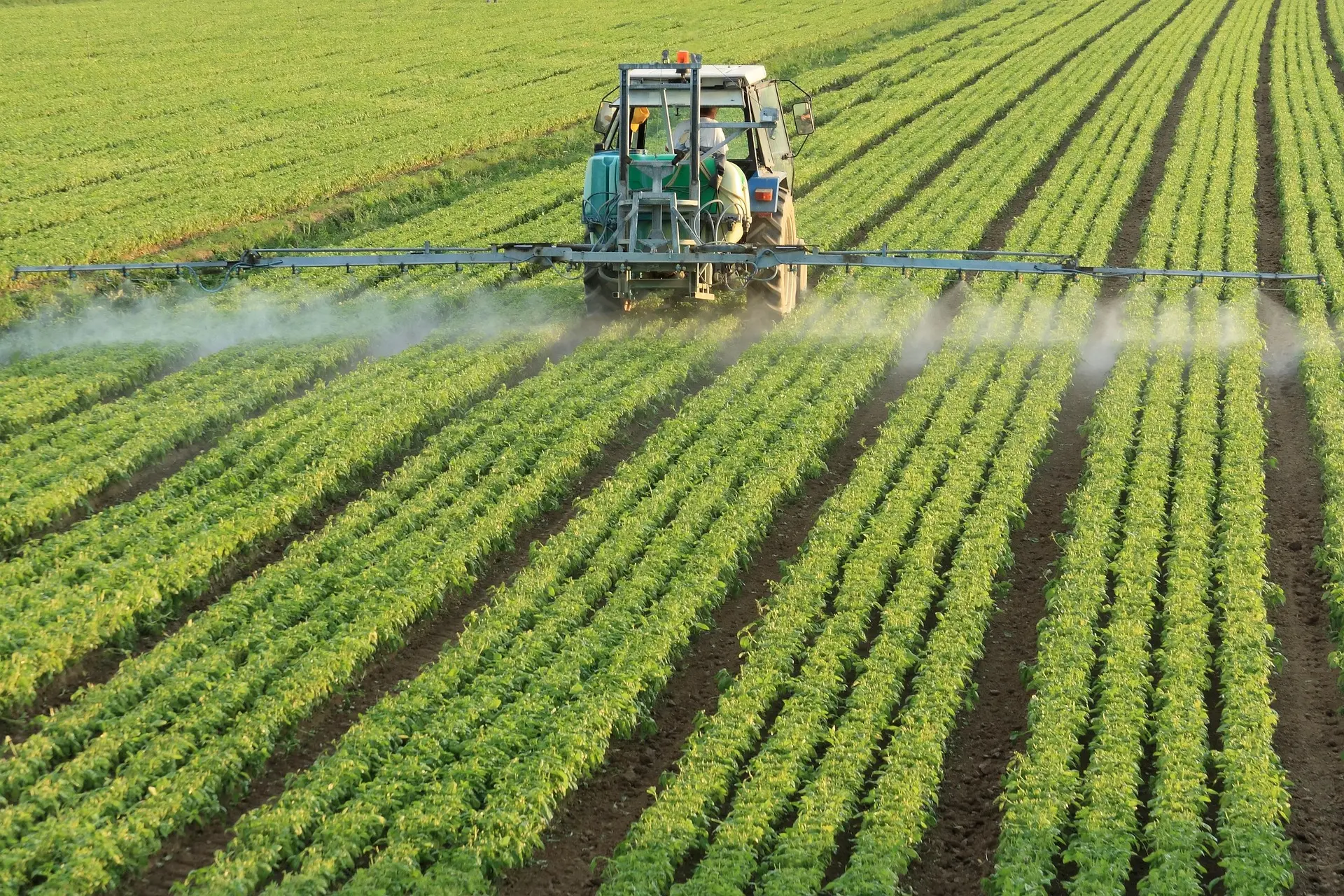 A tractor equipped with a wide spraying boom moves through a vibrant green field, applying treatment to uniform crop rows. An operator in a hat is visible in the cab, overseeing this methodical process that exemplifies large-scale, traditional crop management.