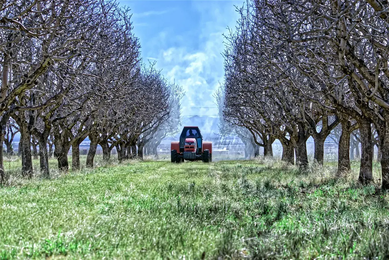 A red agricultural tractor moves along a straight path in a symmetrically arranged orchard during late winter or early spring. Leafless trees stand in orderly rows flanking the path, with vibrant green grass growing beneath them, all under a serene, partly cloudy blue sky, creating a peaceful and harmonious scene of rural work in nature.