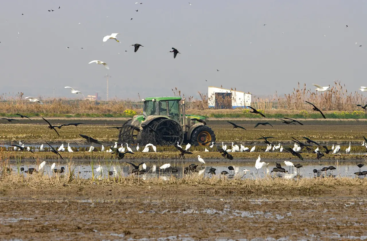 A green tractor works in a tilled field, with a large flock of black and white birds foraging on the ground and flying around it, illustrating the interaction between agriculture and local wildlife under a soft sky.