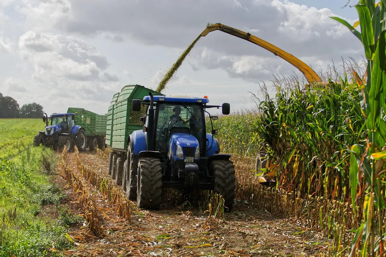 Two blue tractors performing mechanized corn harvesting in a field. The foreground tractor tows a yellow corn harvester dumping stalks into a green trailer behind it, while another tractor with a trailer waits in the distance under a blue sky with white clouds over green fields.