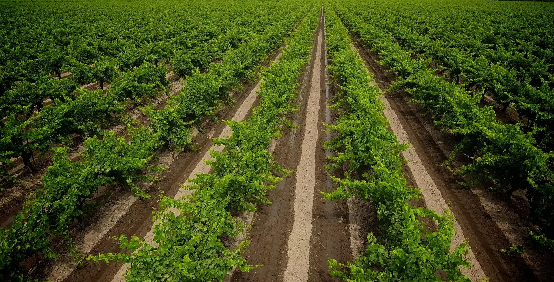 A stunning aerial photograph captures the scale and order of modern agriculture, featuring endless, parallel rows of lush green grapevines on dark brown soil. The symmetrical layout and sharp color contrast create a visually striking and serene image, embodying precision farming and sustainable land management.