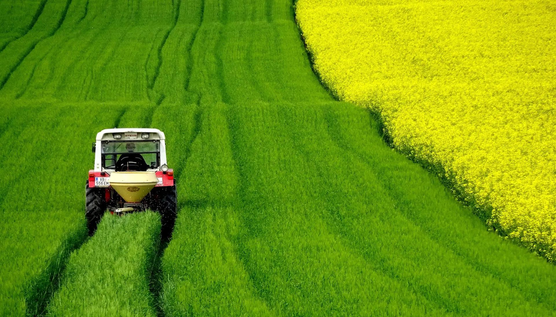 A red and white tractor drives on a track through a vibrant green, recently tilled field. On the right side of the image, a large patch of bright yellow rapeseed (canola) flowers creates a striking color contrast under a clear sky. The license plate reads "VB 556 EM".