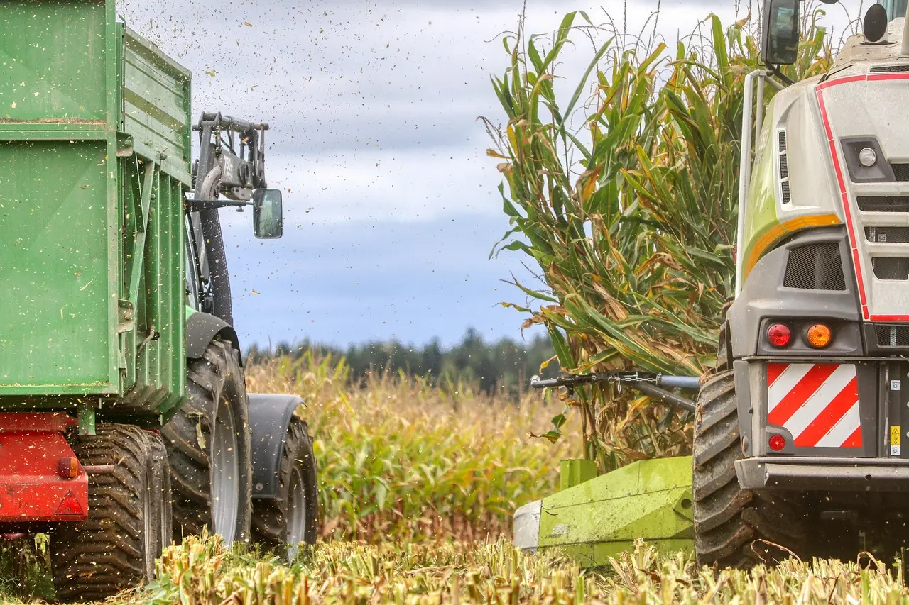 A green agricultural truck and a red combine harvester work in tandem during harvest in a field covered with crop residue, under a cloudy sky with distant trees.