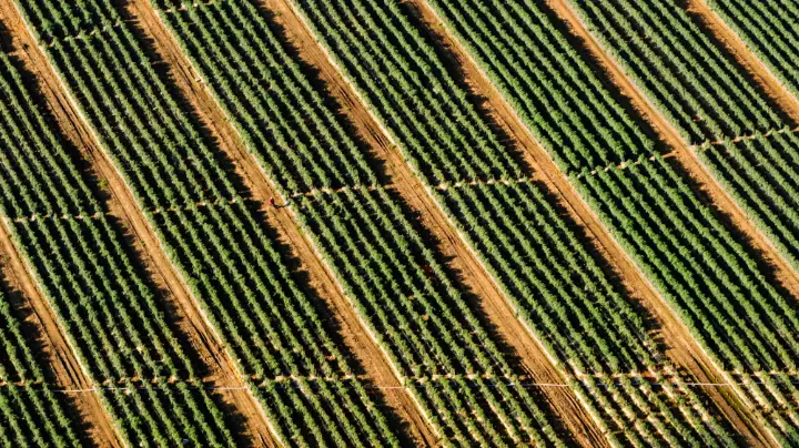 farming planting