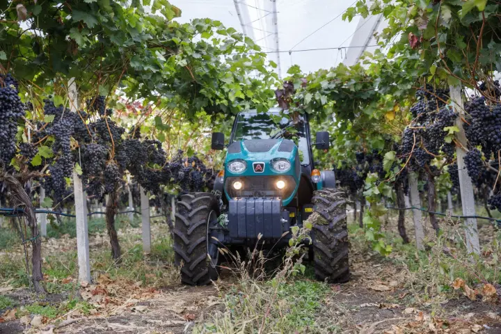 A specialty tractor navigating through a vineyard. A specialty tractor navigating through a vineyard.