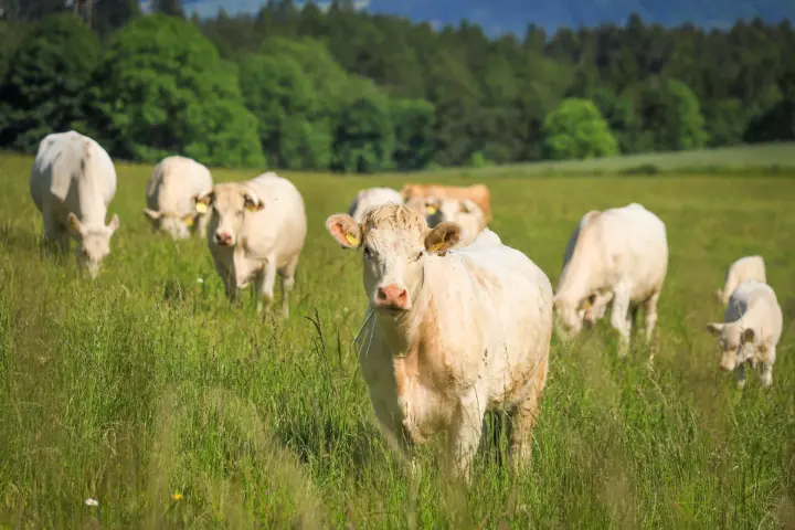 Livestock Handling Equipment