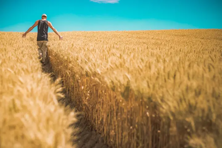 Crop rotation and cover crops improving soil fertility naturally