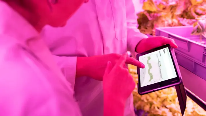 Farmers using artificial intelligence farming tools to monitor crop health and optimize farm management on a tablet in a controlled environment
