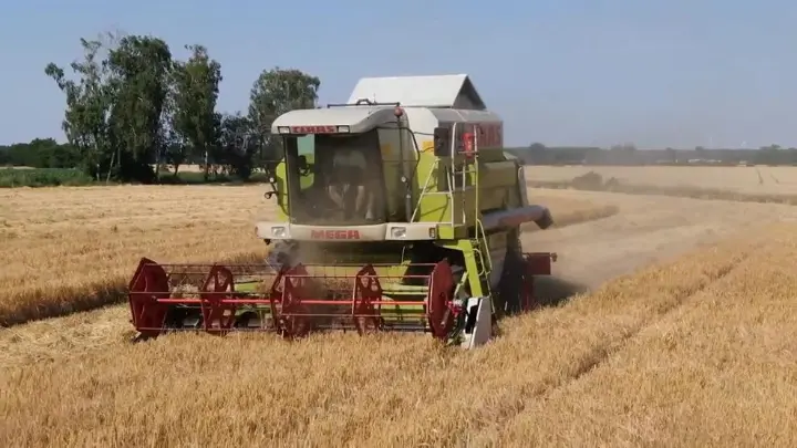High-power tractor in action with a combine harvester harvesting wheat in a field