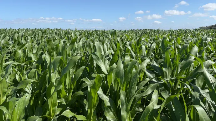 How to Plant Corn Seeds - Step-by-Step Process Step-by-step guide on how to plant corn seeds