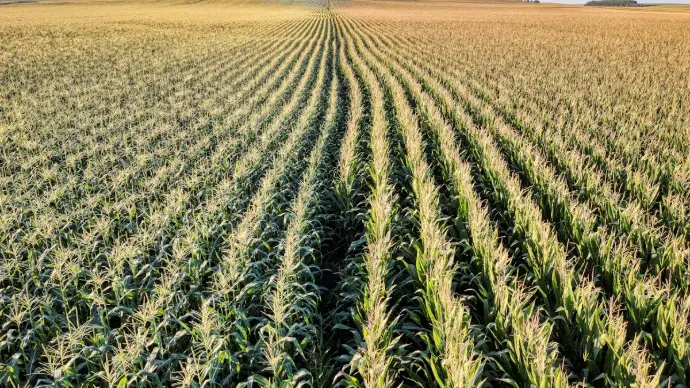 Choosing the Right Corn Seeds for Planting Selecting disease-resistant corn seeds for a bountiful harvest