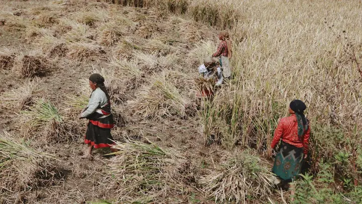Farmers harvesting in a traditional field, representing subsistence farming