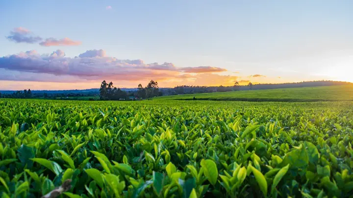 Vast farmland illustrating the efficiency gained from farming software