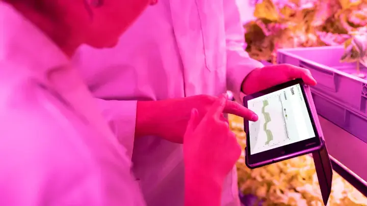 Researchers analyzing AI-based crop data on a tablet in an indoor farm