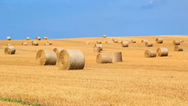 Rolled hay bales in a harvested wheat field