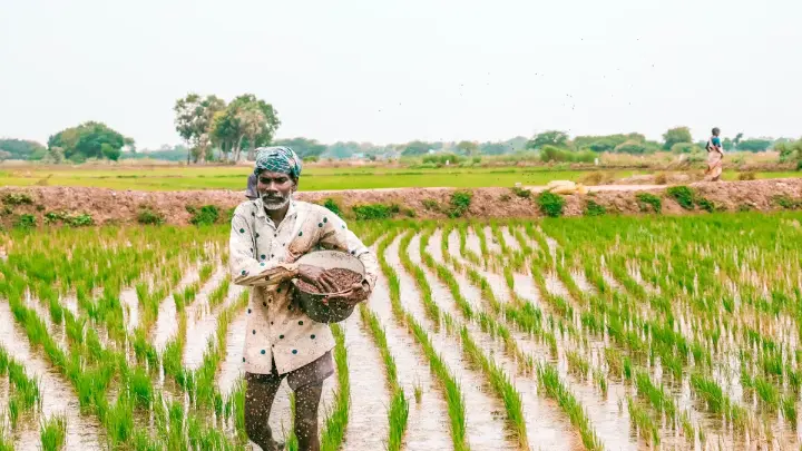 A farmer tending rice seedlings in a paddy field