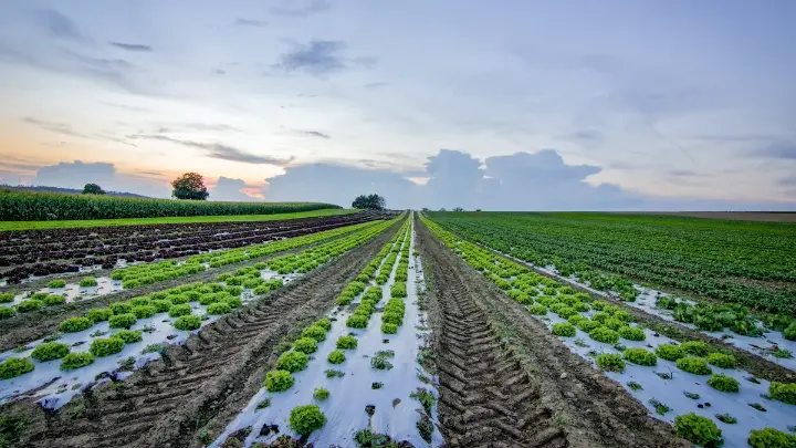 Neatly planted lettuce rows in a modern farm