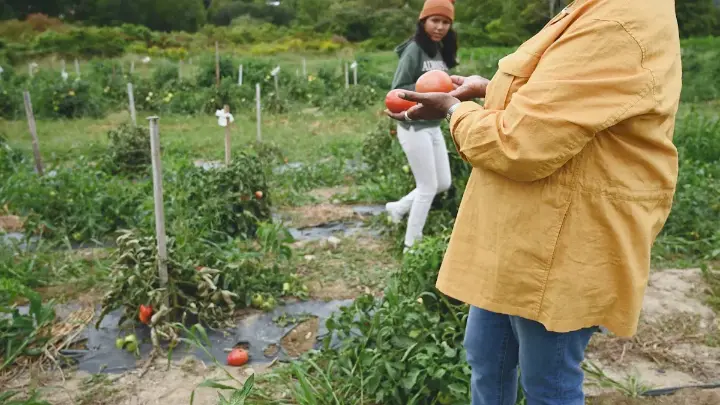 Farmers picking tomatoes in a mixed farming setup