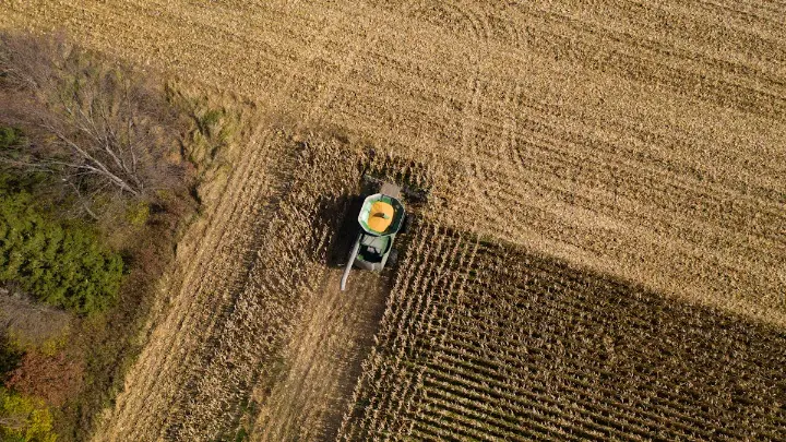 Harvester working in an intensive agriculture cornfield