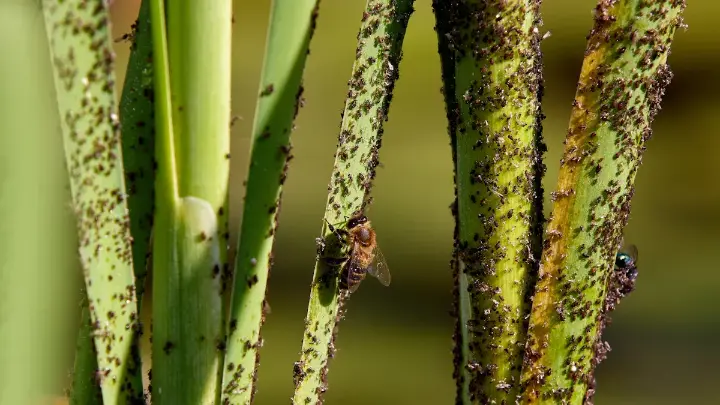 Agricultural problem aphid infestation on stems
