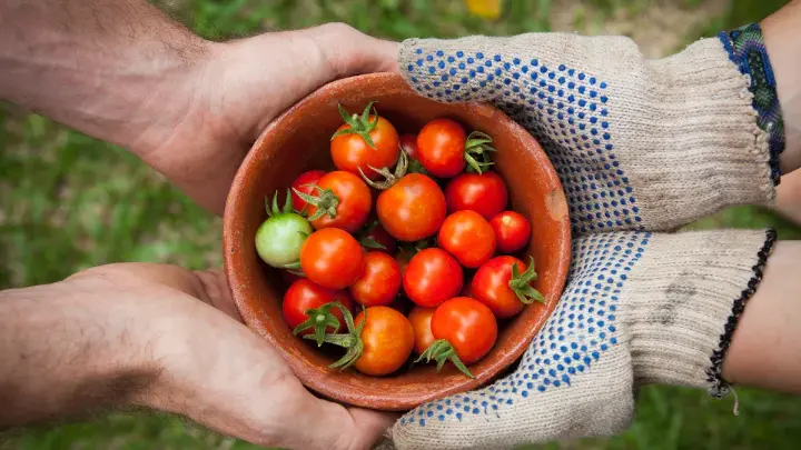 Agriculture enhances health and nutrition