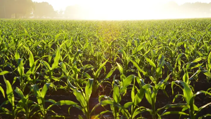 Sunlit field powered by small farm management software