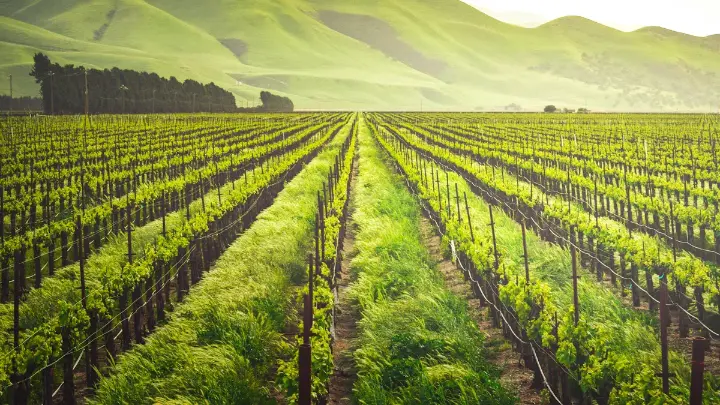 Vineyard rows showcasing most profitable crop production
