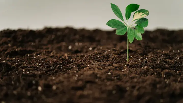 Seedlings breaking ground, spring planting calendar