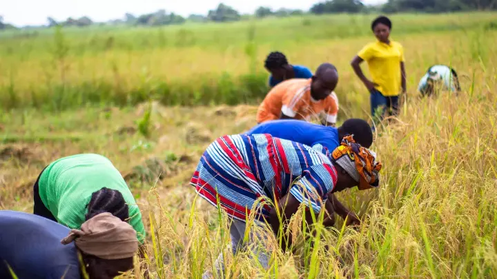 Group of farmers harvesting crops in a commercial agriculture field