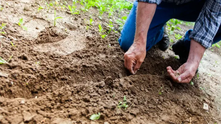 Detailed close-up of specialty horticulture crops