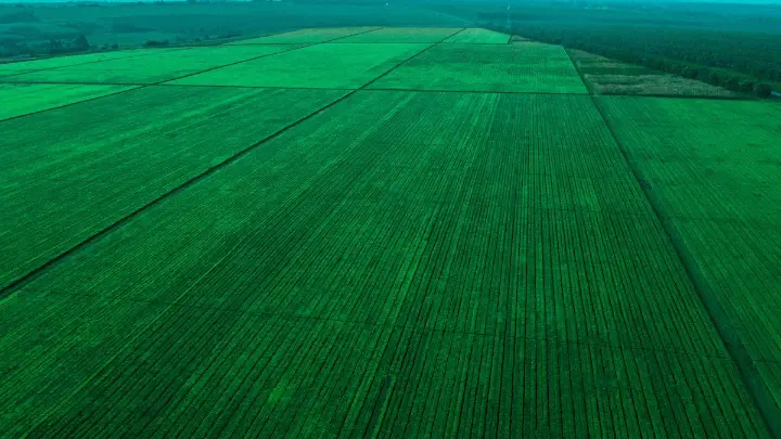 Aerial view of spring crops in green fields