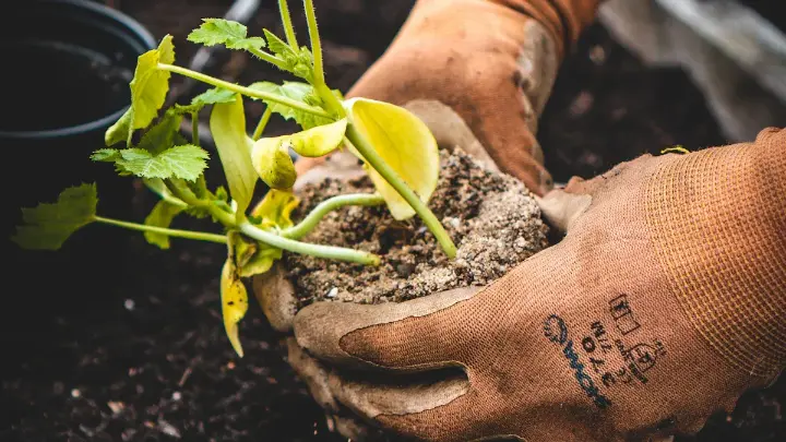 Hands planting spring crops seedling in soil