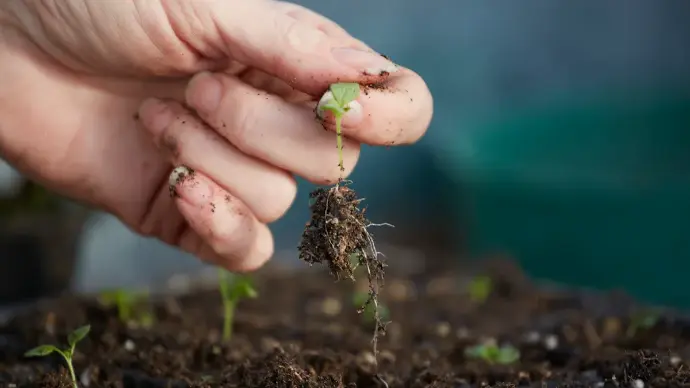 Hand planting a seedling with soil, preparing for spring planting