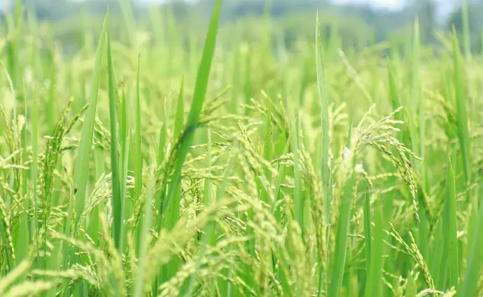 Choosing Rice Seeds