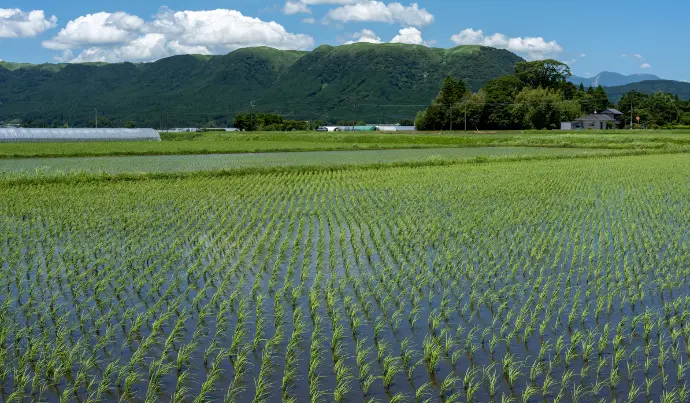 rice Water and Irrigation