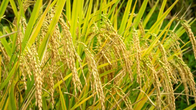 Harvest rice