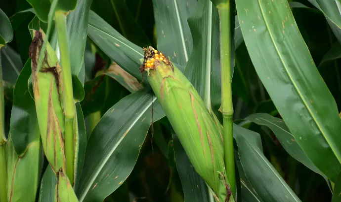Early Pest Signs