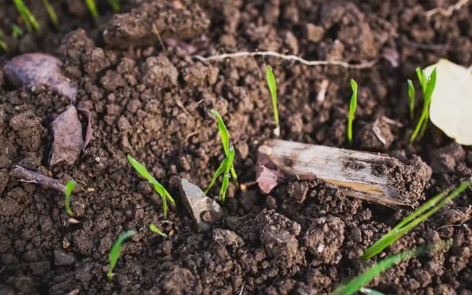 Fix Soil for Nutrient Needs