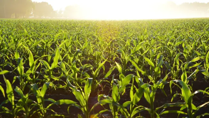 Pick Crops