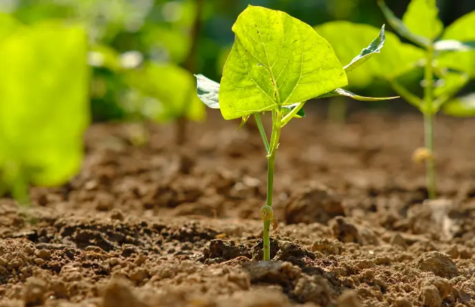 Soil Health