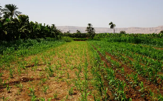 Controlled Environment Agriculture
