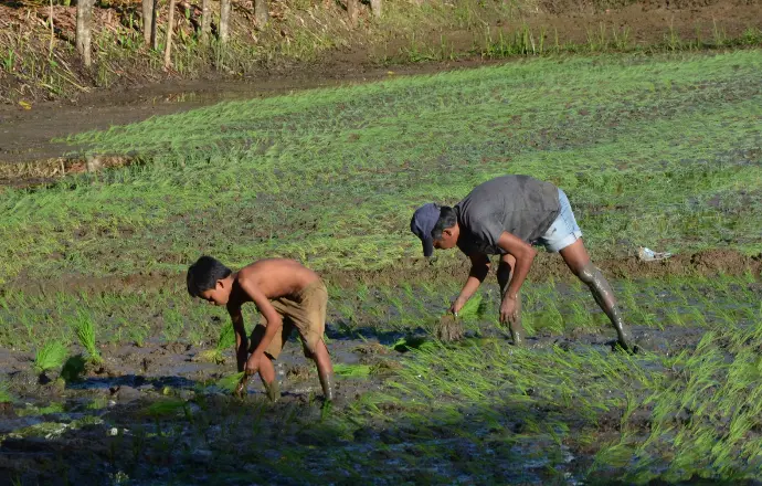 Traditional Planting
